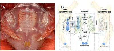 Discriminating between Interstitial and Circulating Leukocytes in Tissues of the Murine Oral Mucosa Avoiding Nasal-Associated Lymphoid Tissue Contamination